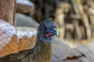 Close-up portrait of a Chachalacas looking away