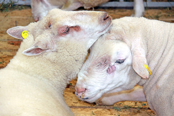 Beautiful lamb on the farm