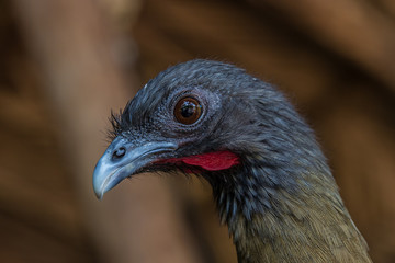 Close-up portrait of a Chachalacas looking away