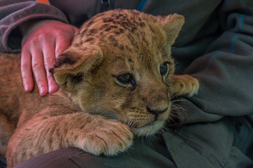 Woman stroking a little lion cub that lies on her lap © DmitriiK