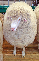 Beautiful lamb on the farm