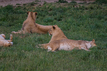 Pride of lions lies on the grass