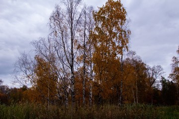 autumn, track, tree, leaves, walk