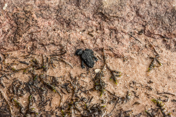 Oreophrynella quelchii, commonly known as the Roraima black frog or Roraima bush toad, is a species of toad in the family Bufonidae.