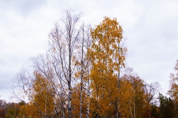 Fototapeta premium autumn, track, tree, leaves, walk