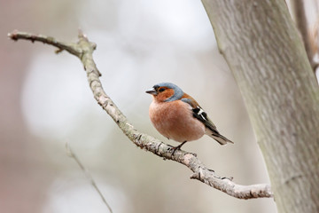 Common chaffinch fringilla coelebs male sitting on branch of tree in early spring. Cute kind little forest songbird in wildlife.