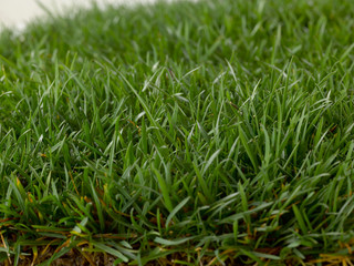Césped fresco fotografiado sobre fondo blanco en estudio