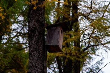 autumn, track, tree, leaves, walk
