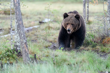 European brown bear (Ursus arctos)