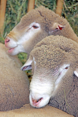 Beautiful lamb on the farm