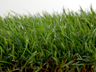 Césped fresco fotografiado sobre fondo blanco en estudio