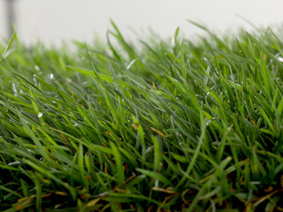 Césped fresco fotografiado sobre fondo blanco en estudio