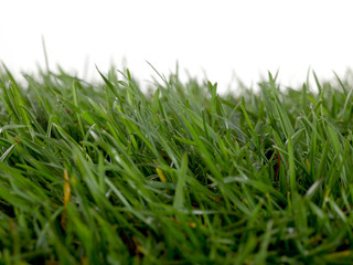 Césped fresco fotografiado sobre fondo blanco en estudio