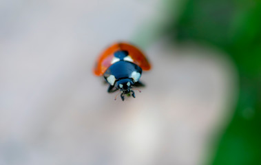 coccinelle