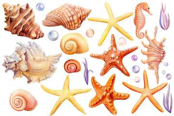 Summer sea clipart, watercolor set of seashells, seahorse, starfish, bubbles, seaweed on an isolated white background, hand drawing