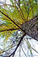 autumn, track, tree, leaves, walk