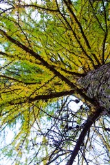 autumn, track, tree, leaves, walk