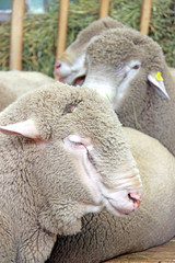 Beautiful lamb on the farm