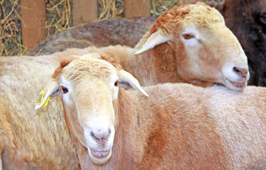 Beautiful lamb on the farm