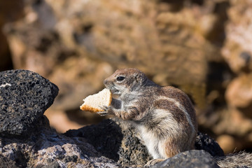 Barbary Ground Squirrel ( Atlantoxerus getulus ) , Playa de Barlovento , Fuerteventura , Canary Islands,spain,europe