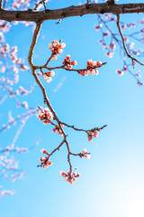 Flowering apricot branch against clear blue sky on sunny day. Apricot tree in bloom. Spring blossom background. Vertical orientation.