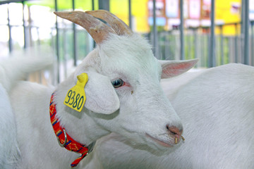 Beautiful goat on the farm