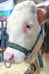 Beautiful cow on the farm