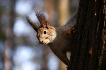 Naklejka na ściany i meble Wild squirrel in a natural habitat in a forest on a tree in sunny weather Moscow region