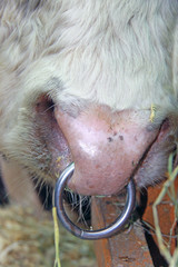 Beautiful cow on the farm