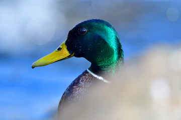 Obraz premium Stockenten Erpel im Frühjahr 