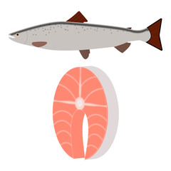 salmon fish