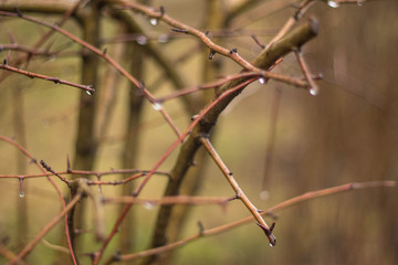 spring branch with rain drops