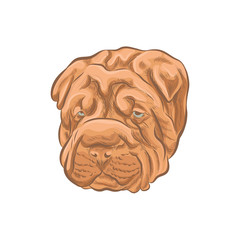 Shar Pei dog head vector sketch. Sharpei wrinkled face isolated on white background.