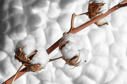 Cotton plant, branch of white cotton flowers on blurred white soft cotton balls background