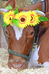 Beautiful cow on the farm