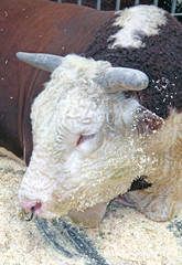 Beautiful cow on the farm