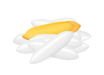 rice seed raw isolated on white, grains rice and paddy seed close-up, pile rice grains vector, rice barley golden paddy seed, illustration paddy white seed macro concept, vegetarian food for clip art