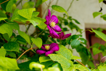 Beautiful purple flower climates.