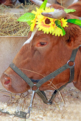 Beautiful cow on the farm