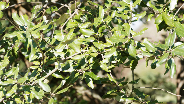 Quercus ilex | Nahaufnahme auf den dunkelgrün Blättern, glatt mit spitz gezähnt rand einer Steineiche  