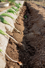 planted tulips in a hole dug in the garden. close up