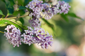 Lilac or Suringa is a flowering woody plant. Lilac flowering.Tender lilac flowers background. Floral texture. Flowering lilac bush pattern