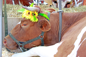 Beautiful cow on the farm