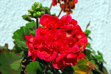 Pretty red Geranium plant against a white wall, Spain.