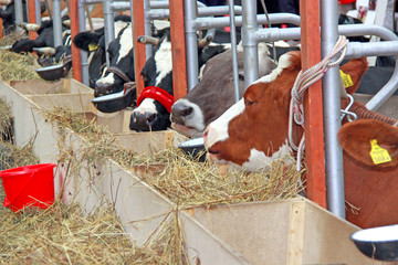 Beautiful cow on the farm