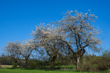 Obraz premium Blühende Apfelbäume in der Fränkischen Schweiz/Deutschland