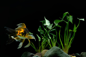 Koi FIsh  platinum background black