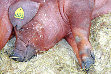 Beautiful pig on the farm