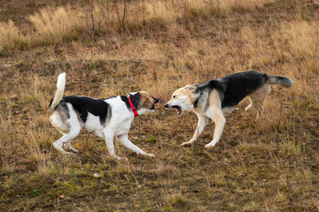 Dogs fighting in autumn field. cloudy day