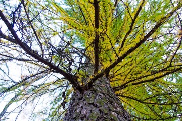 autumn, track, tree, leaves, walk